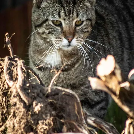 Apartment Superior Doppelzimmer 1-2 Personen *